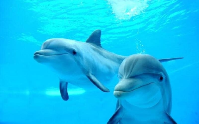 Dolphin House Sea Trip & Turkish Bath - main image