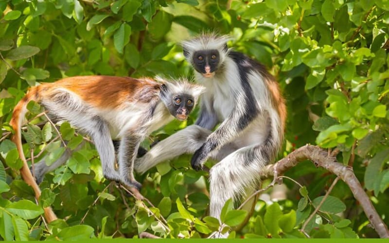 Zanzibar Forest & Stone Town Tour - main image