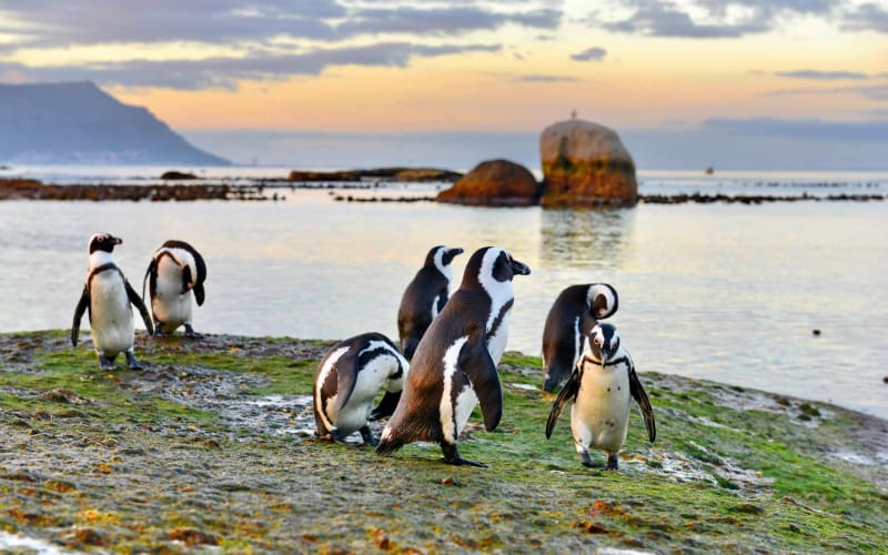 Boulders Beach Penguins & Cape Point Half-Day Tour - main image