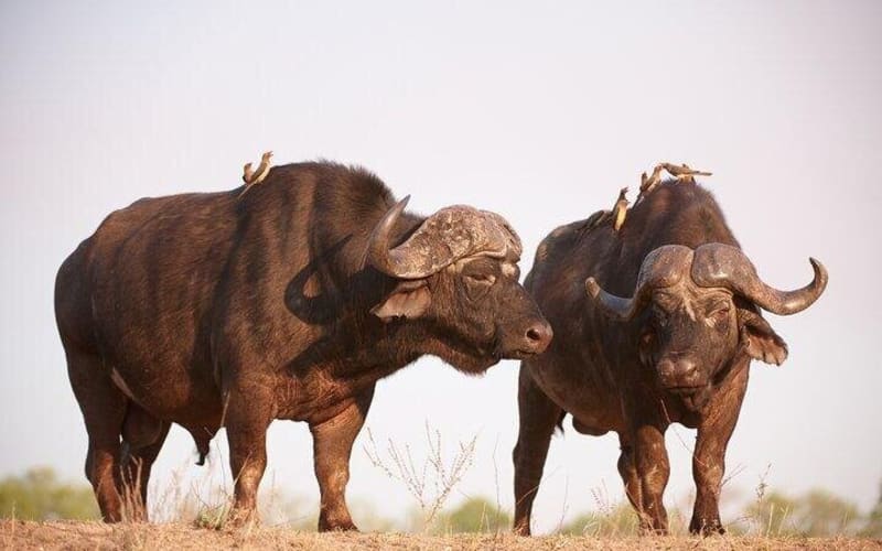 4-Day Kruger Tremisana Big 5 Safari - main image