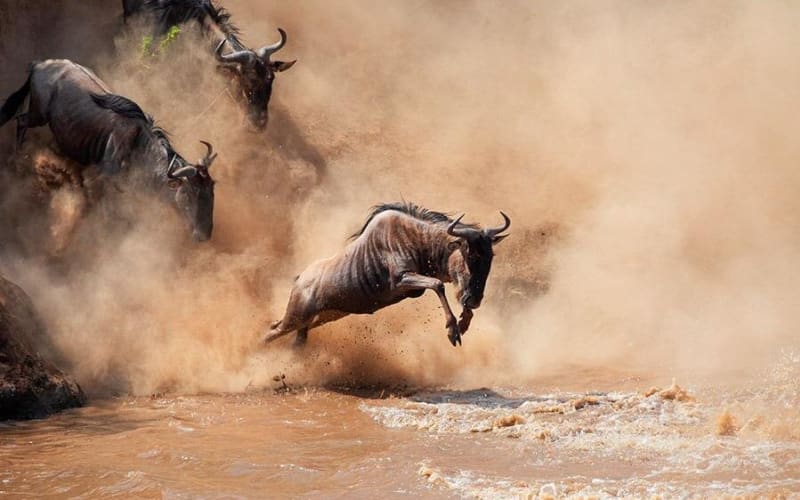 Tanzania Safari and Zanzibar Beach Adventure - main image