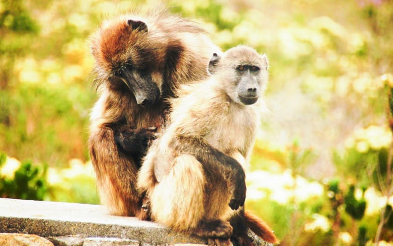 Cape Town Nature and Culture Tour - main image