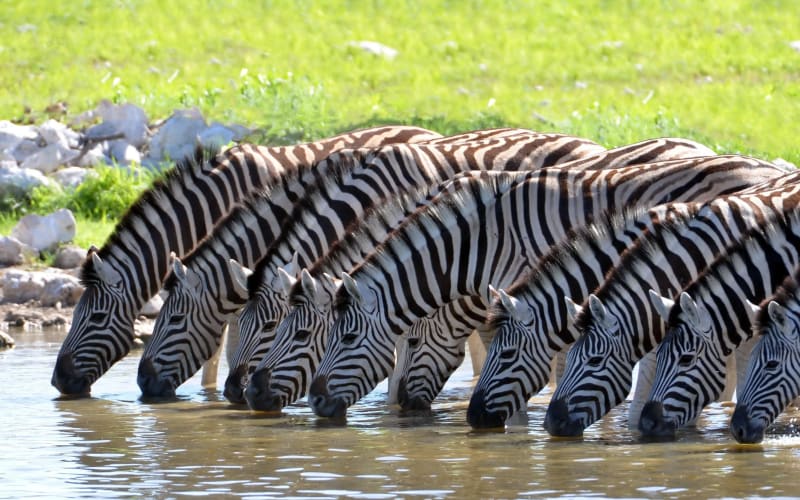 Luxury 2-Night Sanbona Safari with Transfers - main image