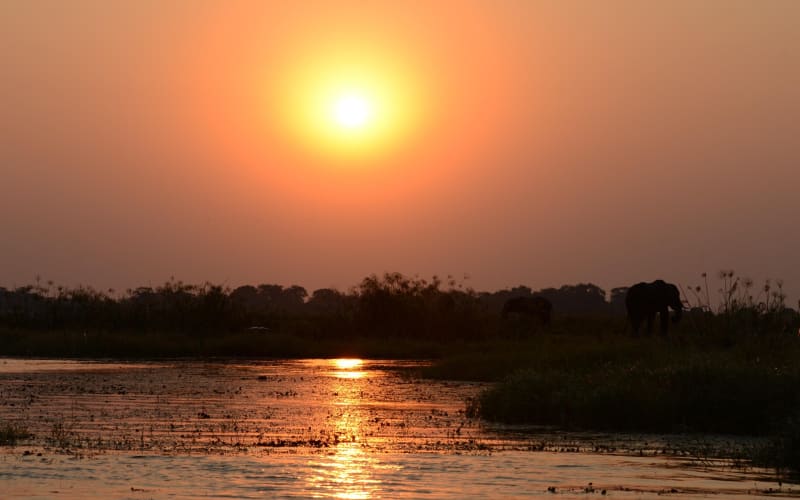 Chobe River Majestic Wildlife Cruise - main image