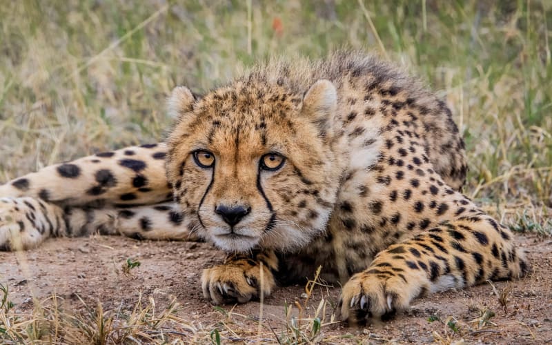 4-Day Kruger Big 5 Safari from Johannesburg - main image