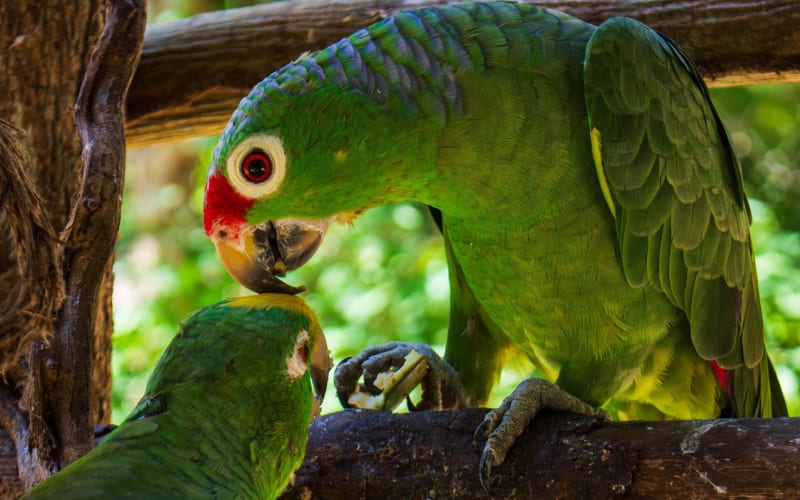 National Aviary & Baru Island Adventure - main image