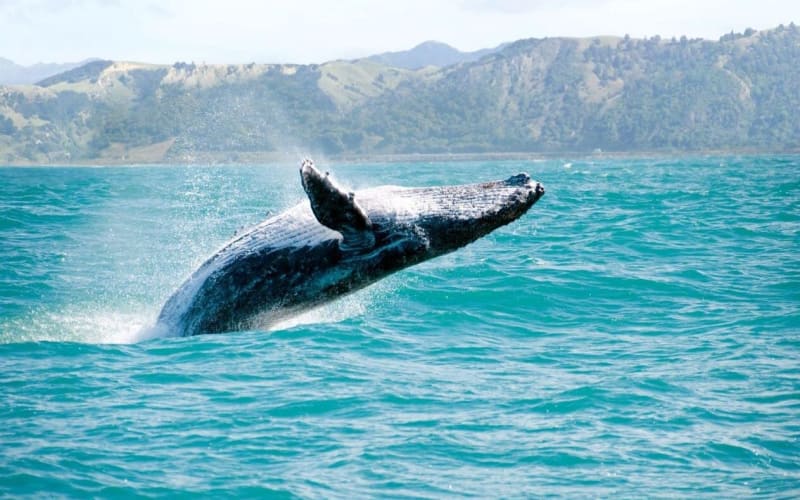 Kauai Whale-Watching Cruise with Cocktails - main image