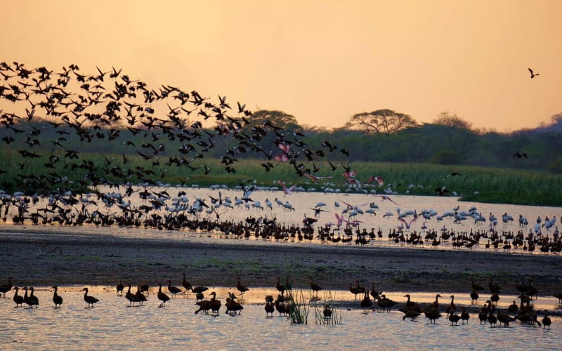 Palo Verde Boat Safari - main image