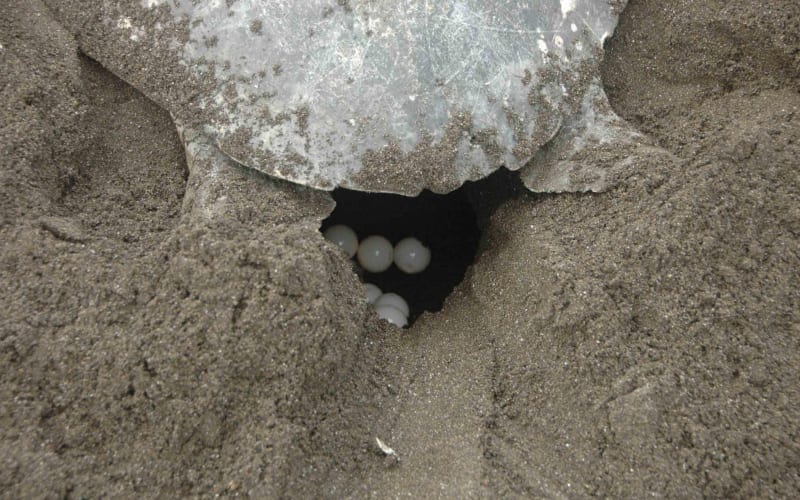 Tamarindo Night Turtle Nesting Tour - main image