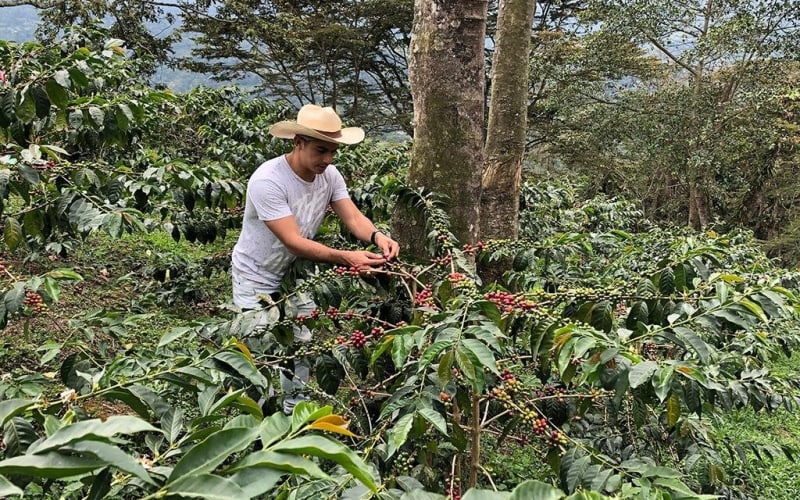 Coffee Farm and Salento Walking Tour - main image
