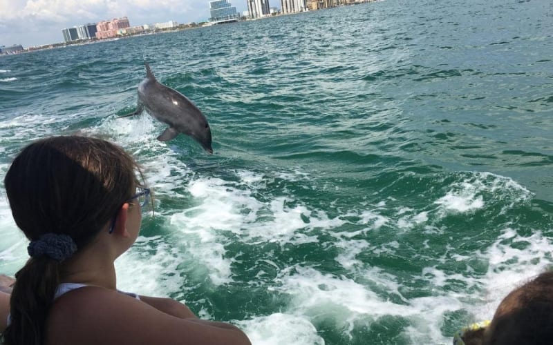 Little Toot Dolphin Adventure - main image