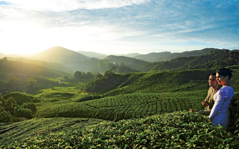 Private Nature Trip to Cameron Highlands - main image