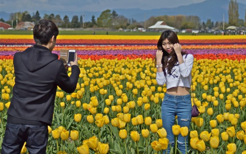 Skagit Valley Tulip Festival Day Tour from Seattle - main image