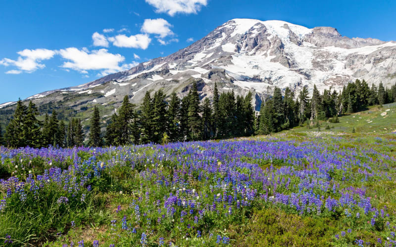 Private Mt. Rainier Day Trip from Seattle - main image