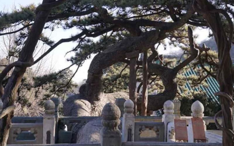 Beijing Temple and Summer Palace Tour - main image