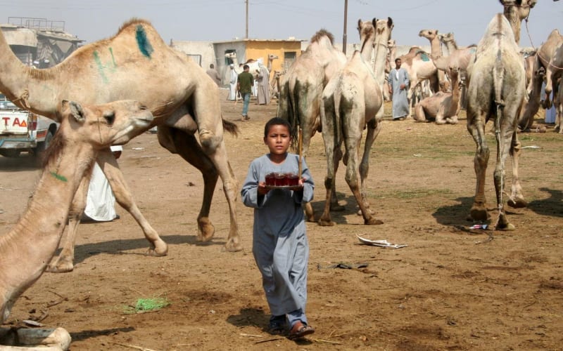 Birqash Camel Market Private Tour - main image