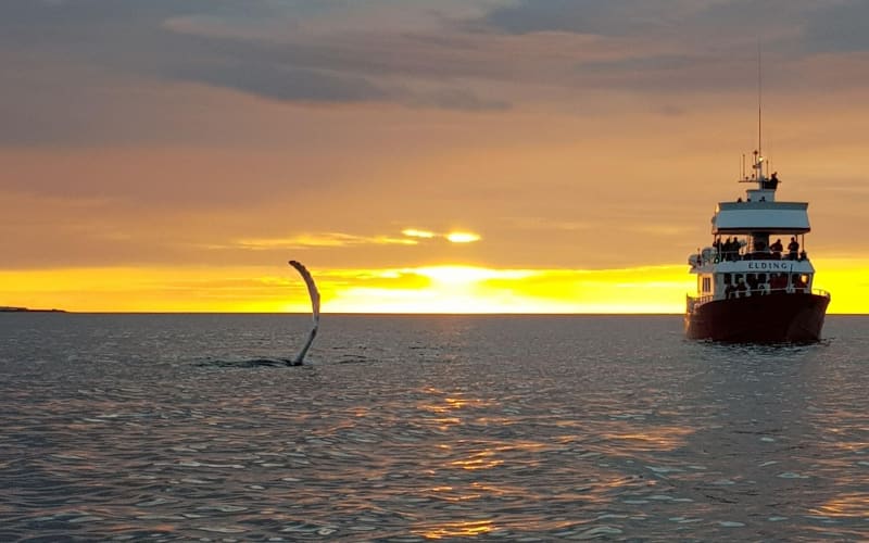Midnight Sun Whale Watching Cruise - main image