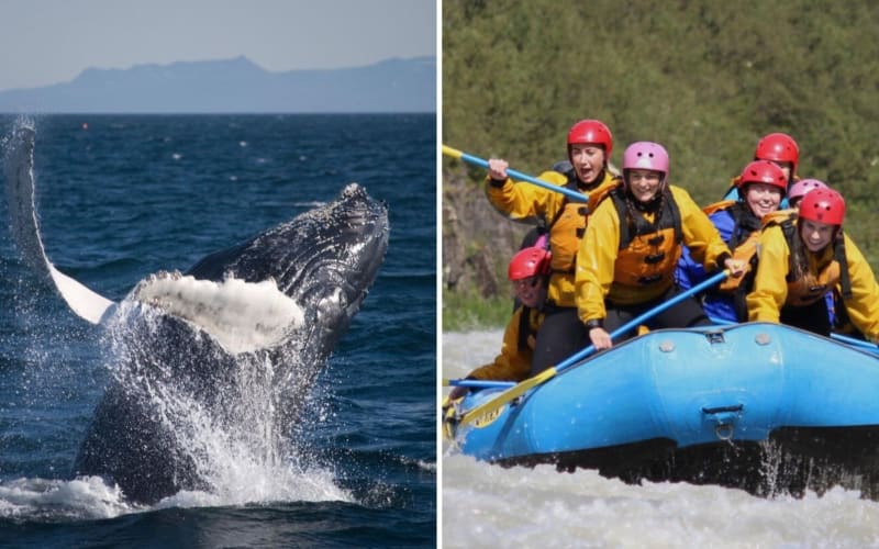 Reykjavik Whale Watching & Rafting Adventure - main image