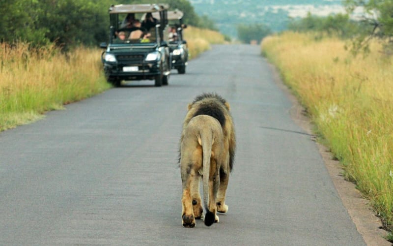 3-Day Pilanesberg Safari at Kwa Maritane Lodge - main image