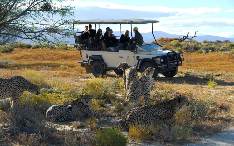 2-Day Inverdoorn Luxury Safari - main image