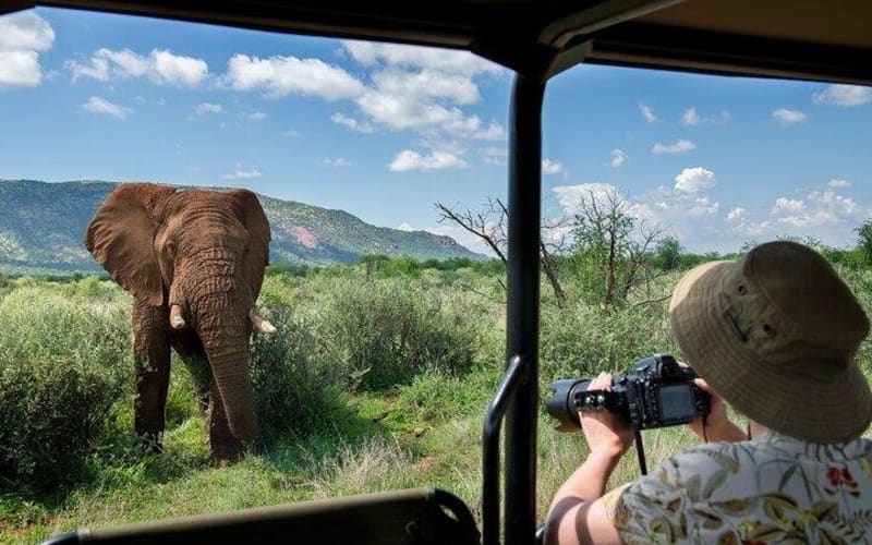 Private 3-Hour Pilanesberg Safari - main image