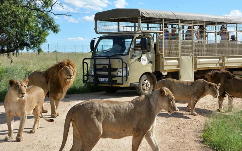 Half-Day Lion Park Safari Tour - main image