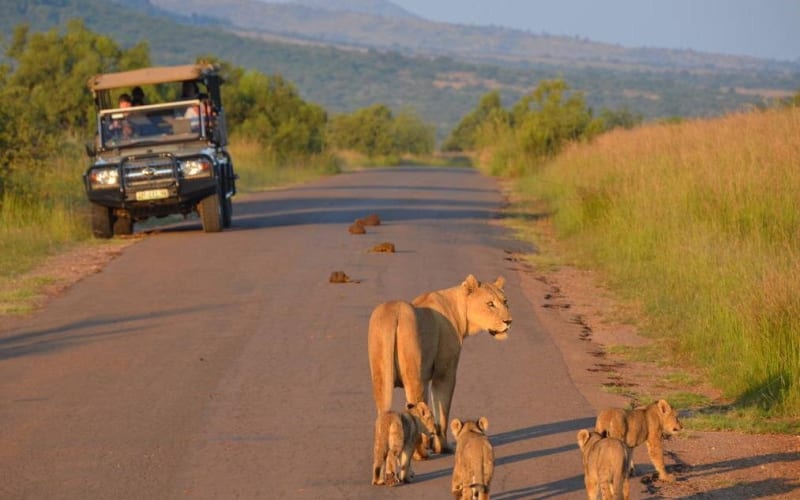 Pilanesberg National Park 3-Hour Safari - main image
