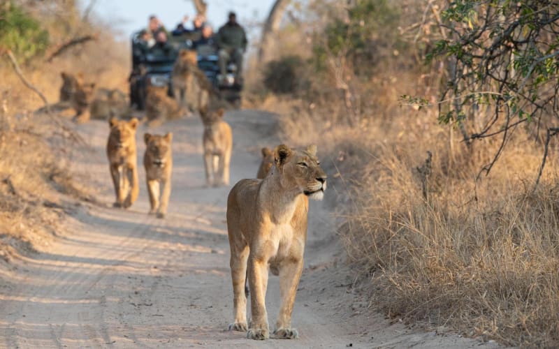 Private Full-Day Kruger Safari from Hoedspruit - main image