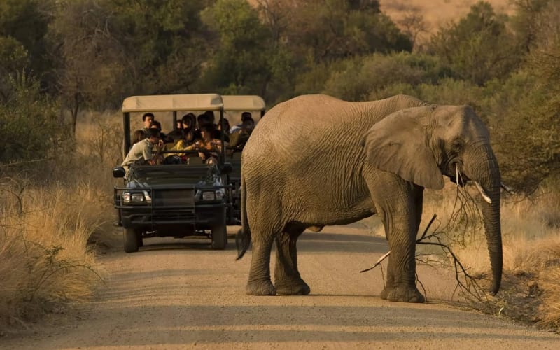 3-Day Pilanesberg Tented Safari Camp - main image