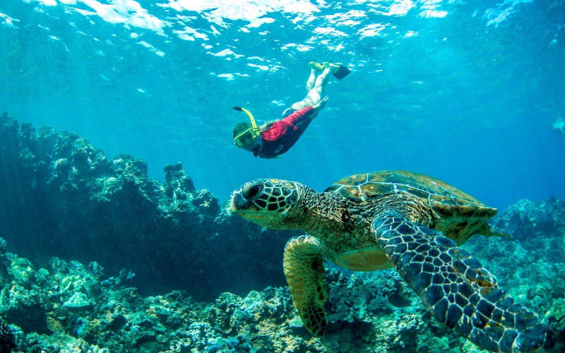 Afternoon West Maui Snorkel Adventure - main image