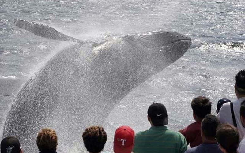 Gloucester Whale Watching Tour - main image