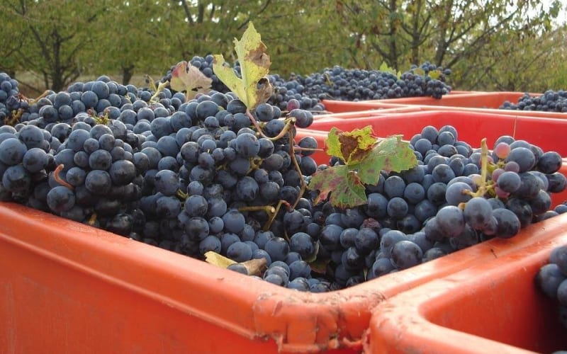 Parma Hills Wine Experience - main image