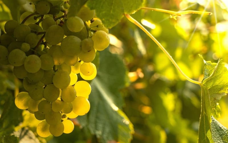 Private Vinho Verde Wine Tour from Porto - main image