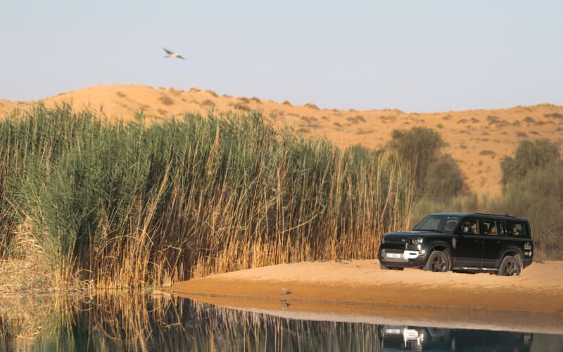 Dubai Desert Conservation Drive with Breakfast - main image