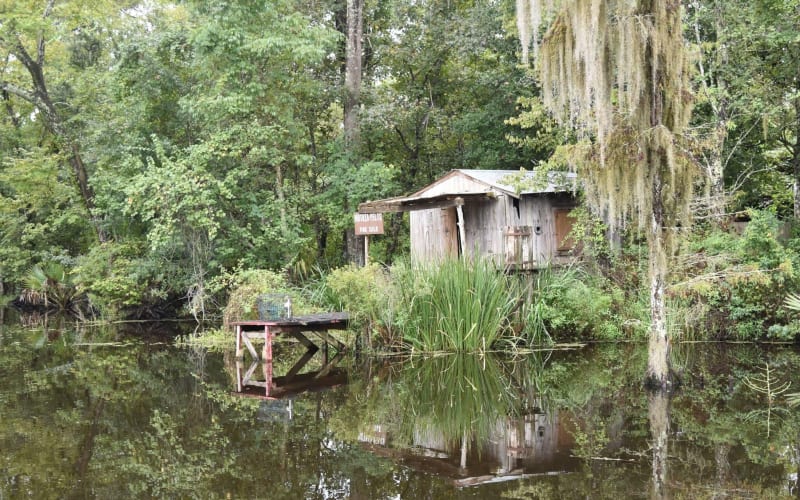90-Minute Jean Lafitte Swamp Tour - main image
