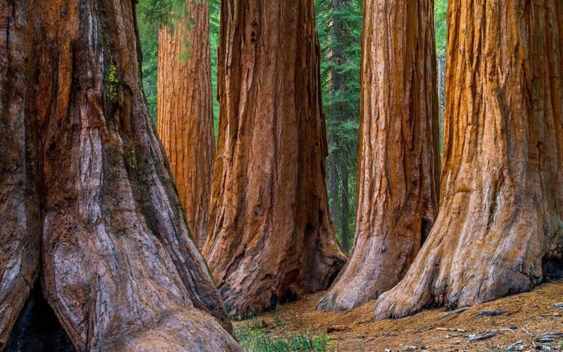 Giant Redwoods and Winery Lunch Tour - main image