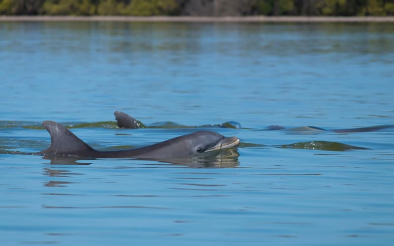 Hilton Head Dolphin Nature Tour - main image