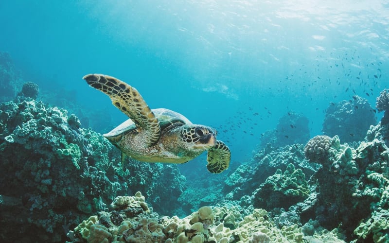 Turtle Canyon Snorkel Adventure - main image