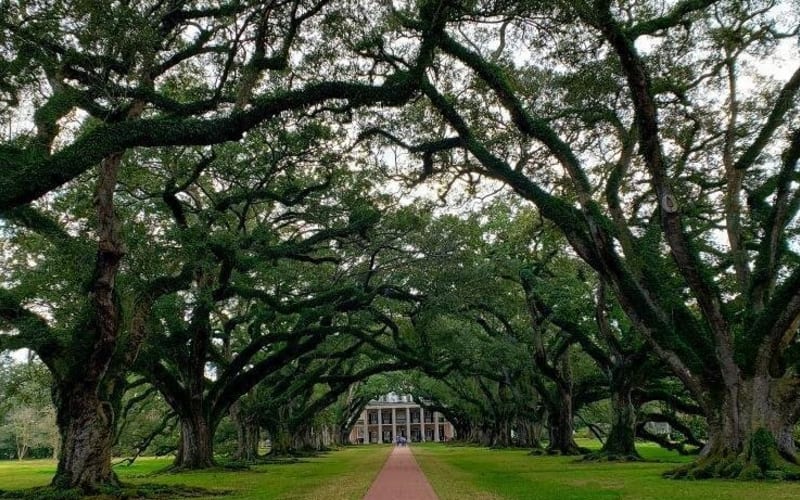 Oak Alley or Laura Plantation Tour from New Orleans - main image
