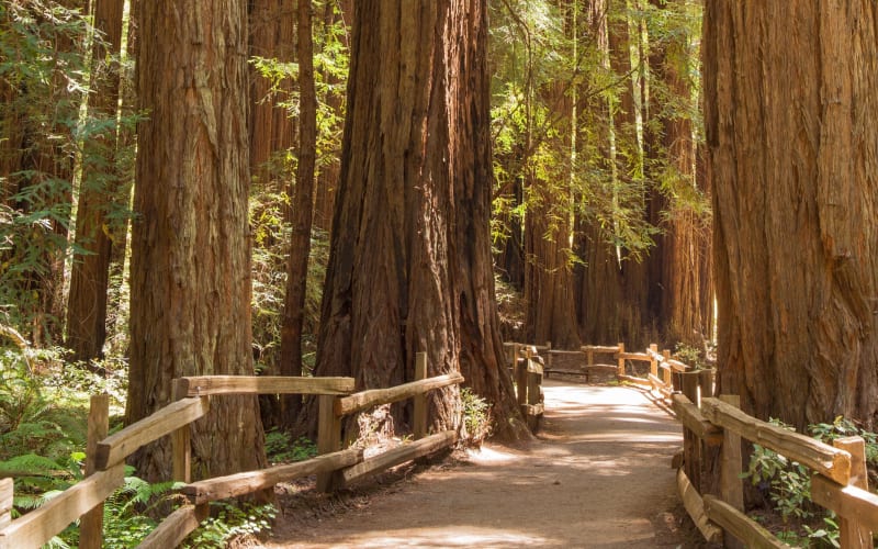 Muir Woods and Sausalito Small-Group Tour - main image