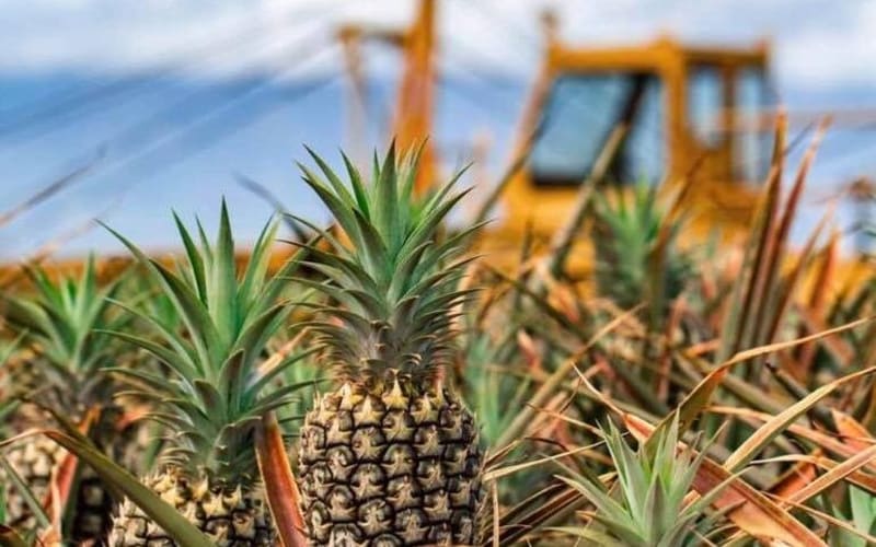 Maui Pineapple Farm Tour - main image