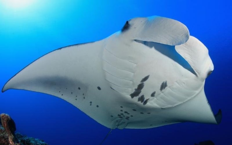 Manta Ray Night Snorkel Adventure - main image