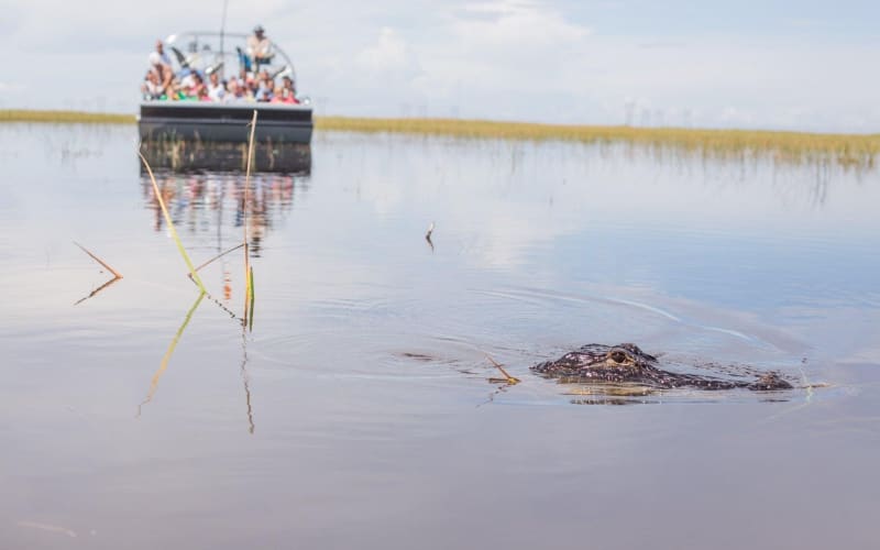 Florida Everglades Airboat Adventure - main image
