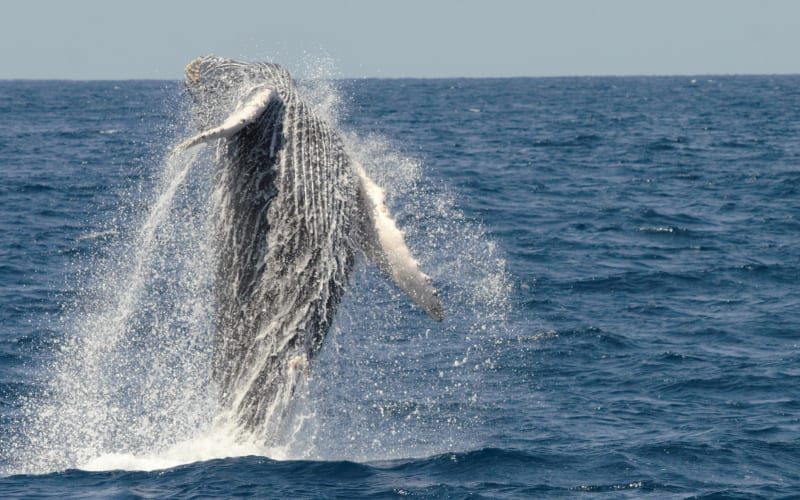 San Diego Whale Watching Cruise - main image
