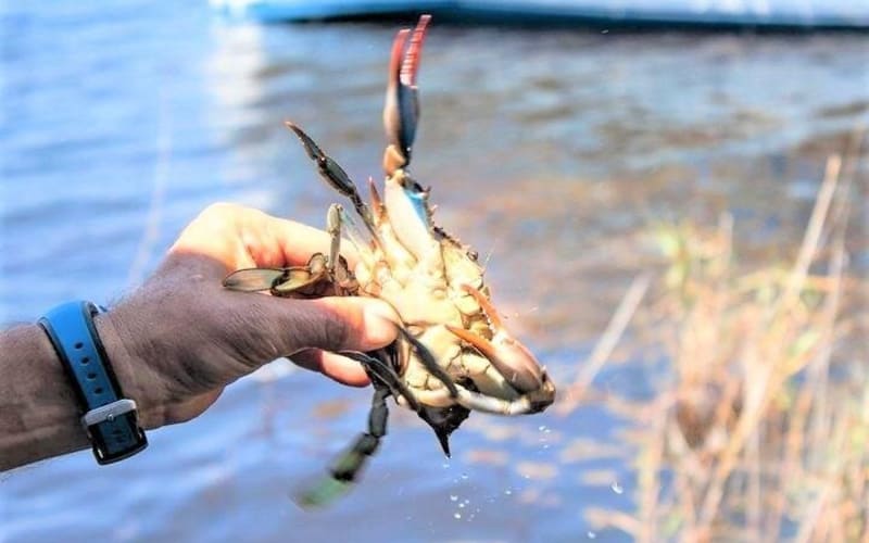 Hilton Head Crabbing Expedition Boat Cruise - main image