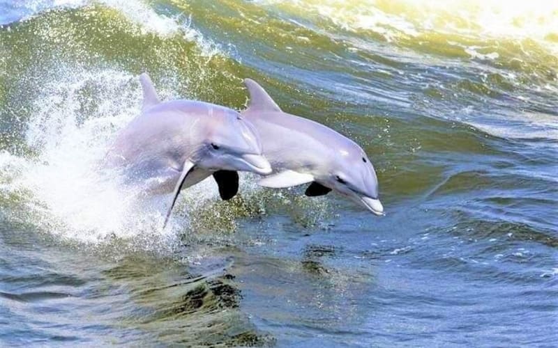 Hilton Head Island Dolphin Cruise - main image