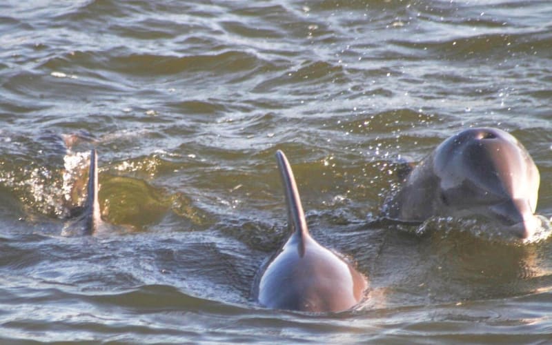 Orange Beach Dolphin Eco Tour - main image