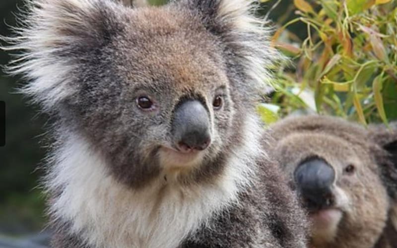 Kuranda Koala Gardens Admission Ticket - main image