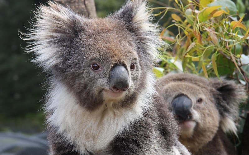 Kuranda Koala Gardens & Birdworld Tickets - main image