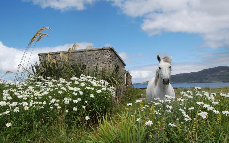 Connemara, Kylemore Abbey and Wild Atlantic Way tour from Galway - main image